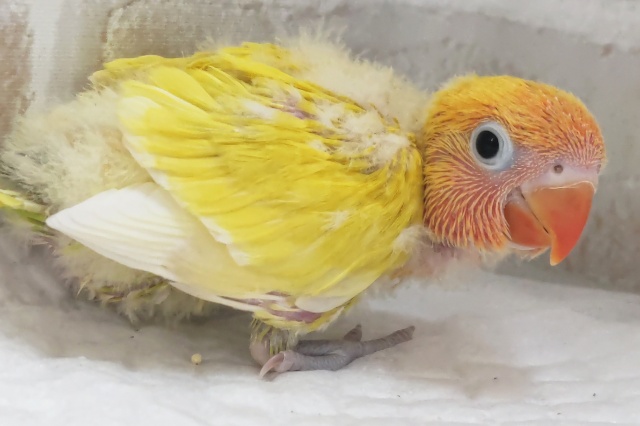 ヤマブキボタンインコ