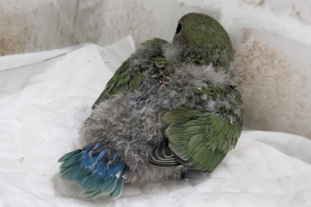 深緑安らぎカラー🌱 コザクラインコ(ノーマル) コザクラインコ(小桜インコ)