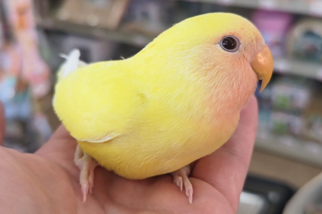 コザクラインコ（小桜インコ）
