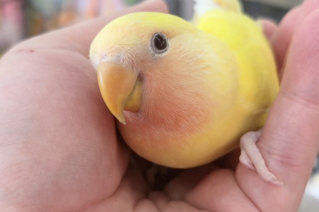 コザクラインコ（小桜インコ）