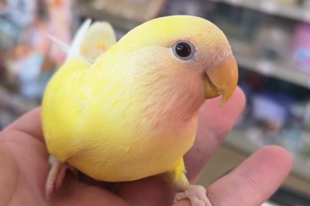 コザクラインコ（小桜インコ）