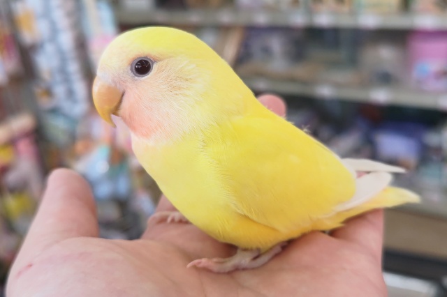 コザクラインコ（小桜インコ）