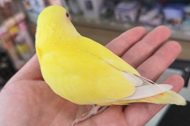 コザクラインコ（小桜インコ）