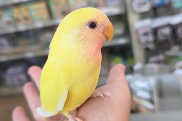 コザクラインコ（小桜インコ）
