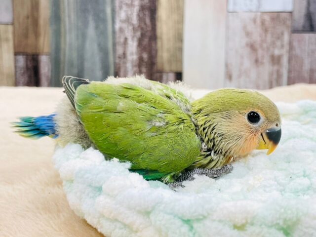 コザクラインコ（小桜インコ）