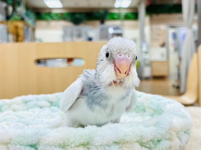 セキセイインコ