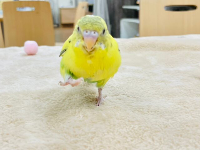セキセイインコ