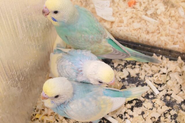 セキセイインコ