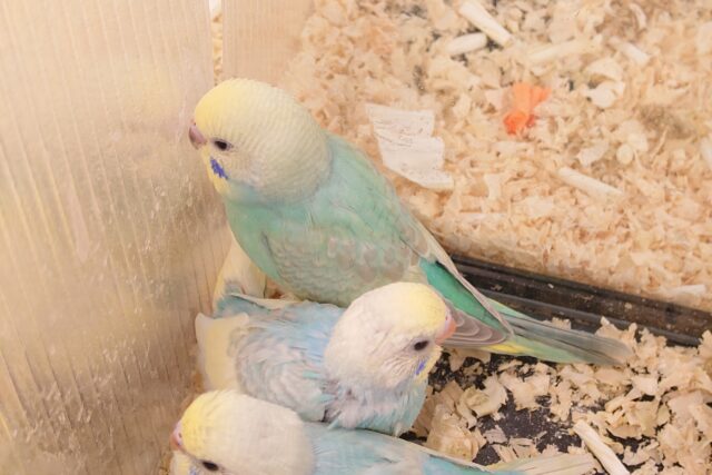 セキセイインコ