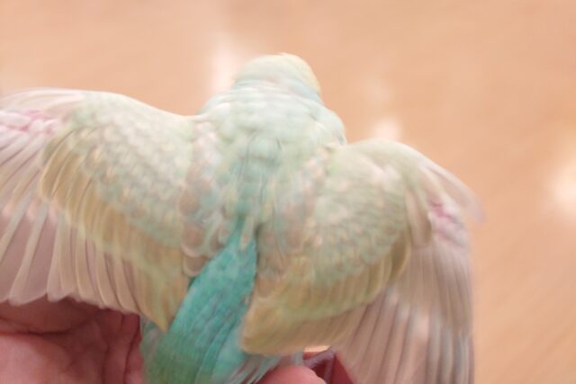 セキセイインコ