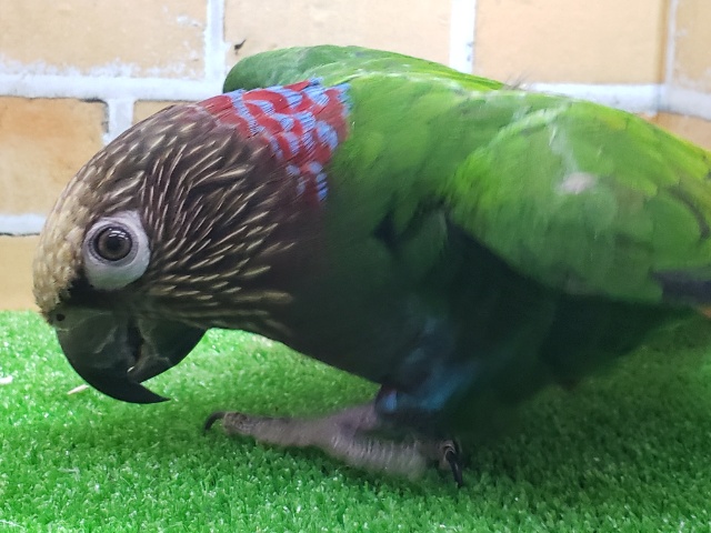 ヒオウギインコ