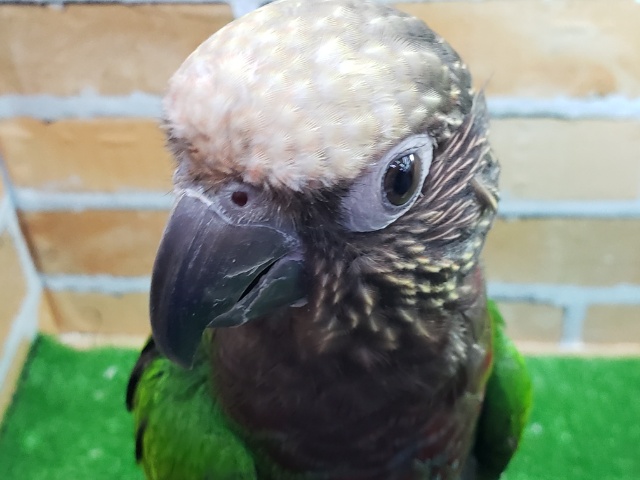 ヒオウギインコ