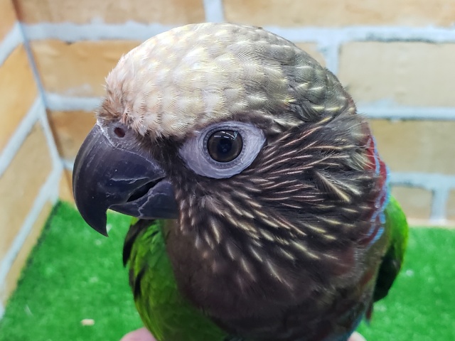 ヒオウギインコ