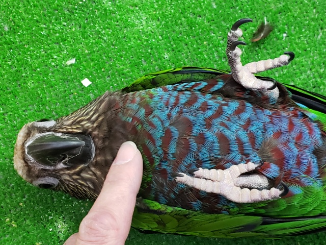 ヒオウギインコ