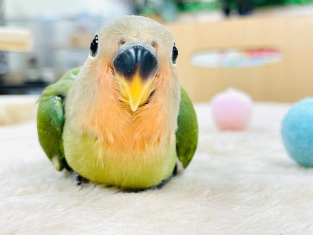 コザクラインコ（小桜インコ）