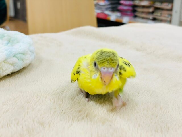 セキセイインコ