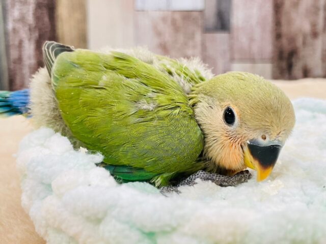 コザクラインコ（小桜インコ）