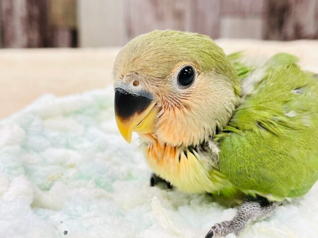 コザクラインコ（小桜インコ）