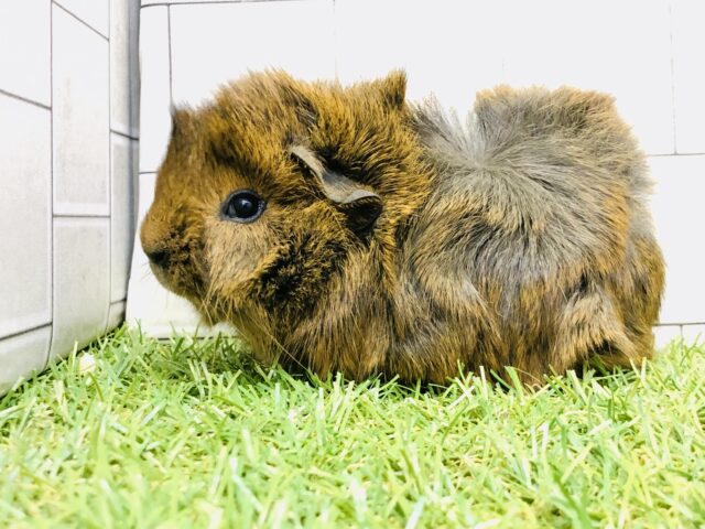 アルパカモルモット