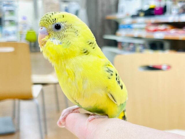 セキセイインコ