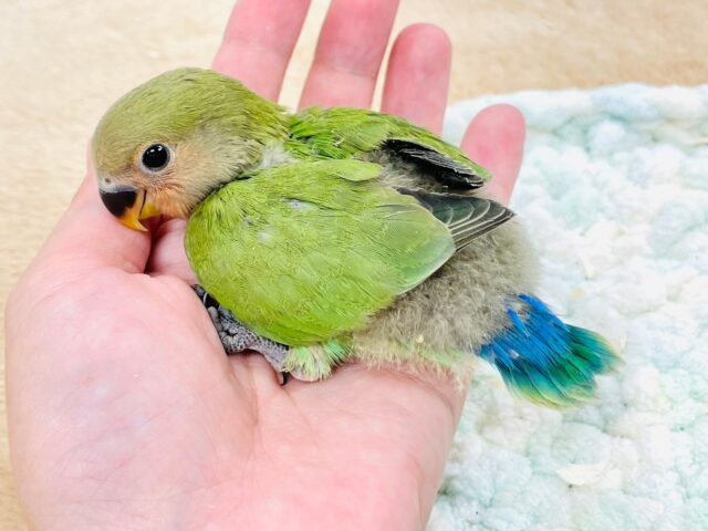 コザクラインコ（小桜インコ）