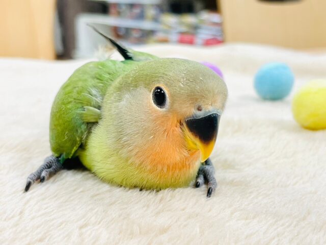コザクラインコ（小桜インコ）