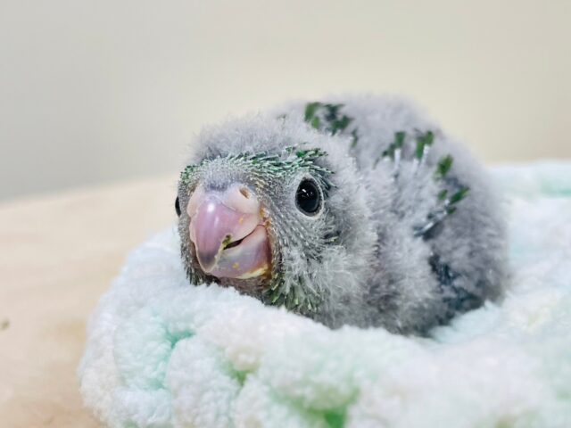 サザナミインコ