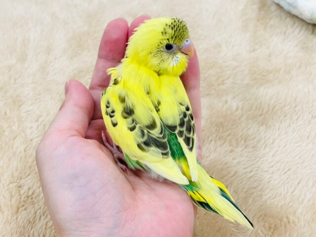 セキセイインコ