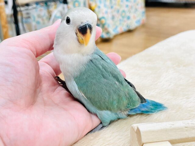 コザクラインコ（小桜インコ）