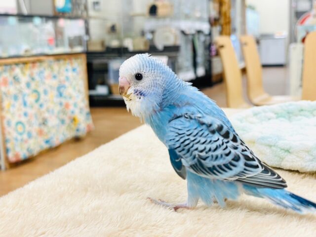 セキセイインコ