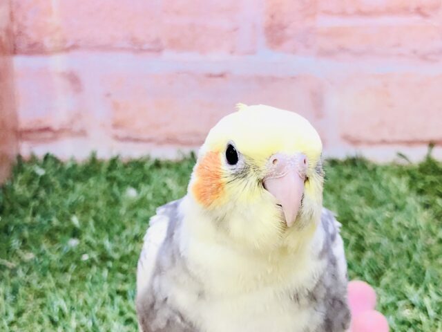 オカメインコ