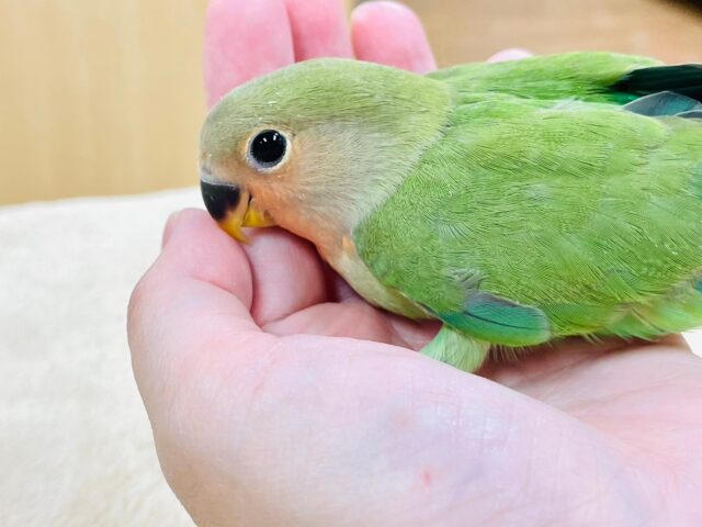 コザクラインコ（小桜インコ）