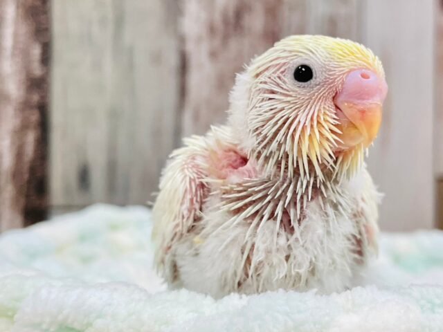 セキセイインコ