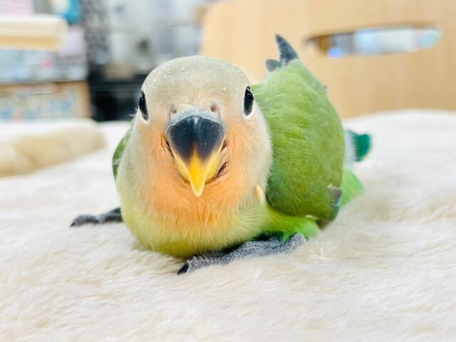 コザクラインコ（小桜インコ）