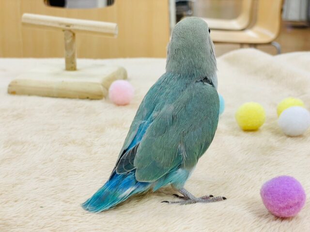 コザクラインコ（小桜インコ）