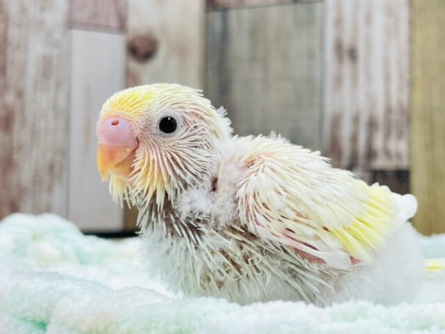 セキセイインコ