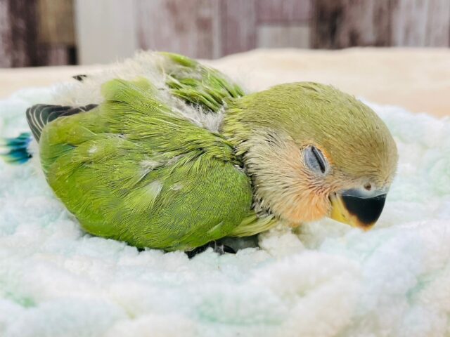 コザクラインコ（小桜インコ）