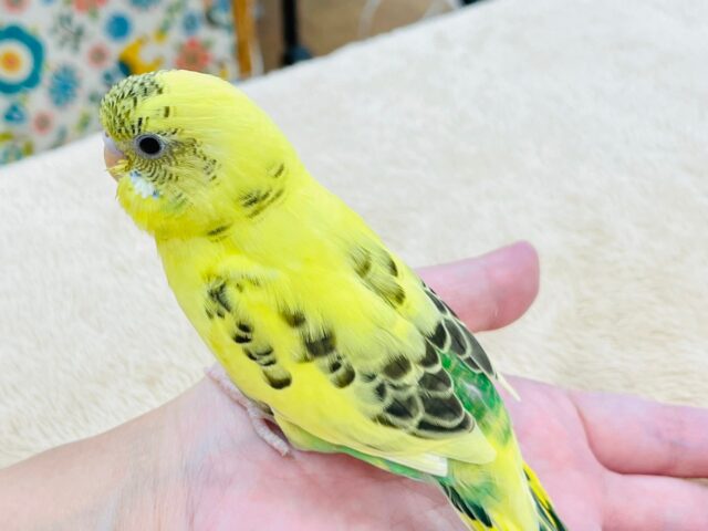 セキセイインコ