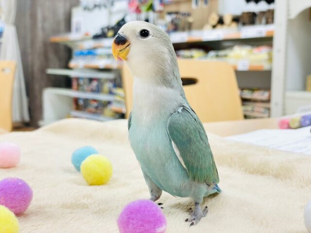 コザクラインコ（小桜インコ）