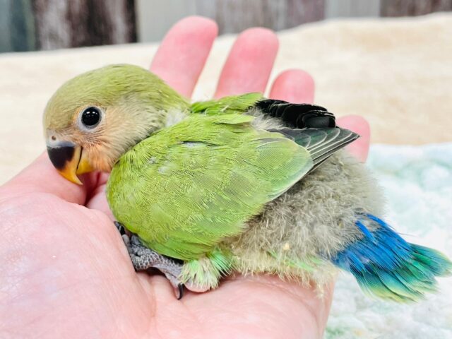 コザクラインコ（小桜インコ）