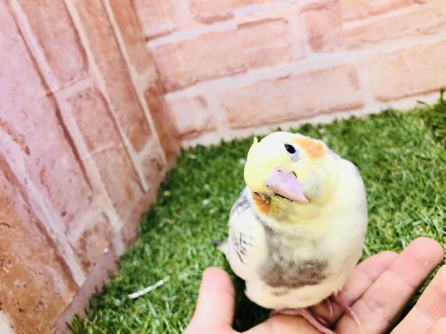 オカメインコ