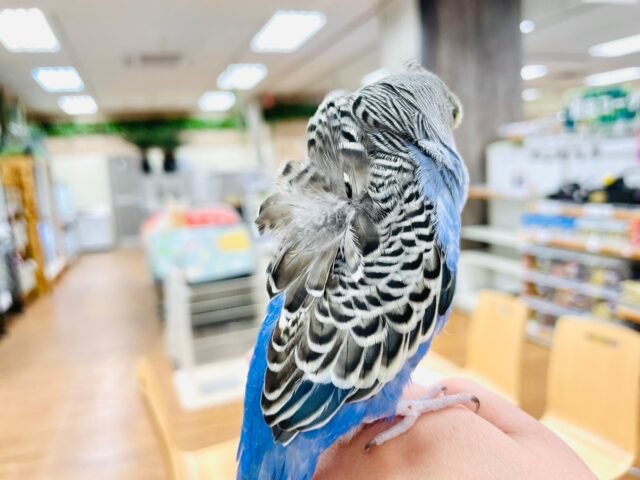 羽衣セキセイインコ
