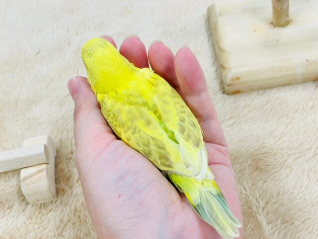 セキセイインコ