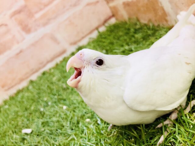 オカメインコ