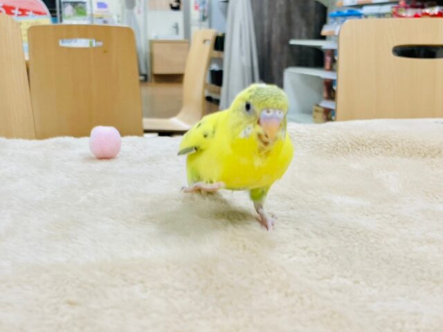 セキセイインコ