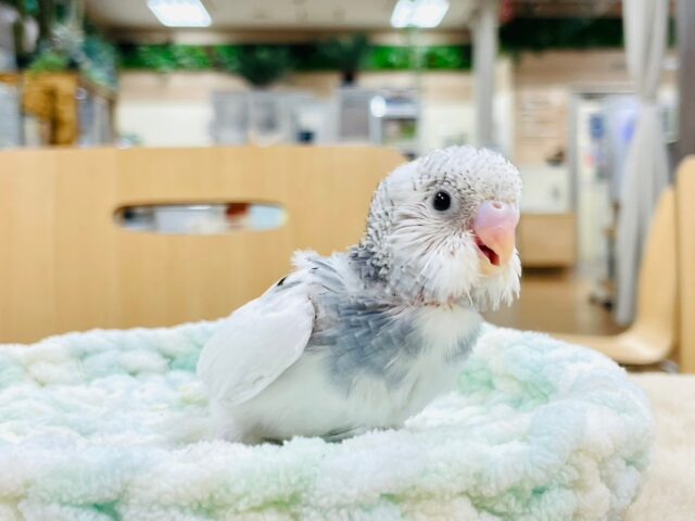 セキセイインコ