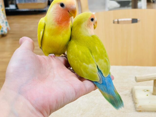 コザクラインコ（小桜インコ）