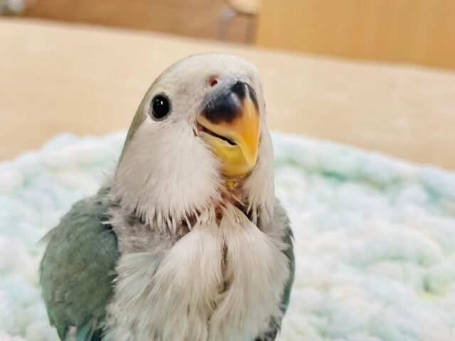 コザクラインコ（小桜インコ）