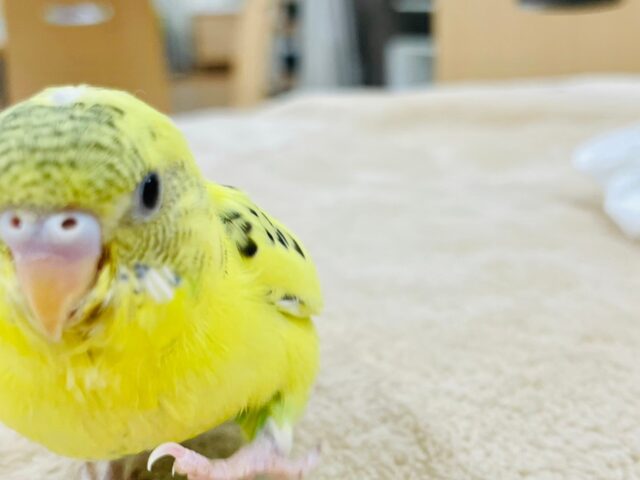 セキセイインコ
