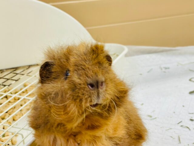 アルパカモルモット